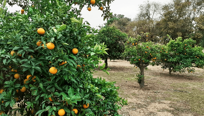 sevilla groepsreis